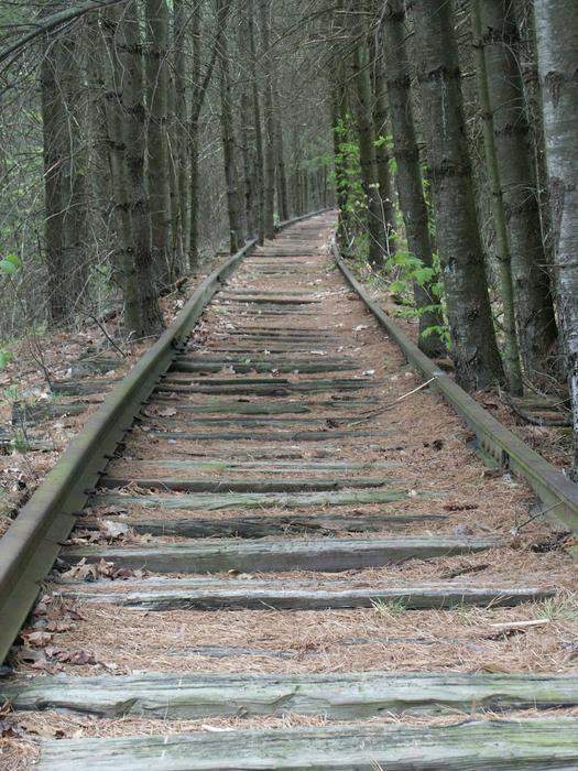 Photo of Tracks in woodland setting