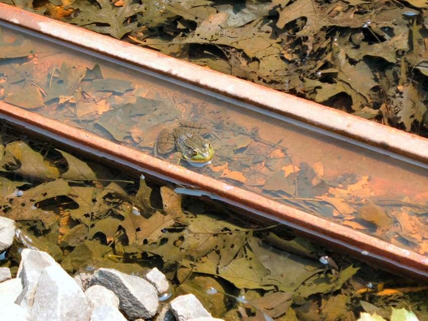 Photo of Resident Frog Inspects Third Rail Project