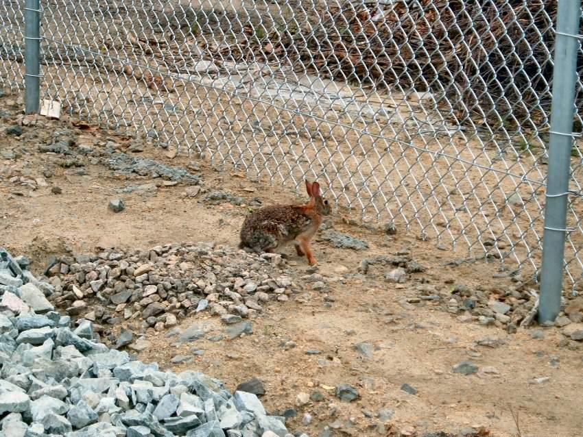Photo of Resident Rabbit