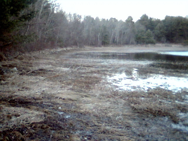 Photo of Shore Line at Wiscasset