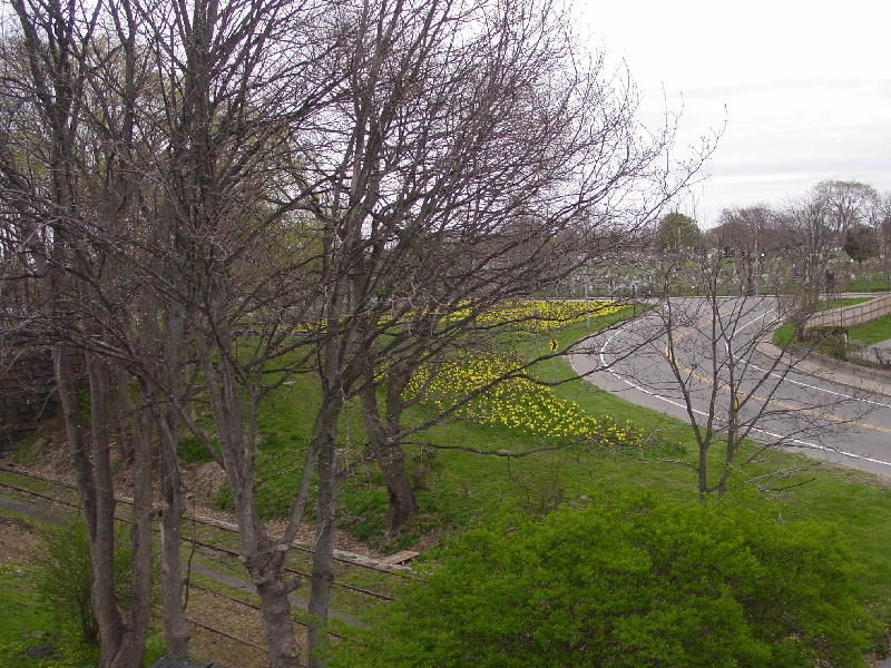 Photo of Daffodils on the Newport Secondary