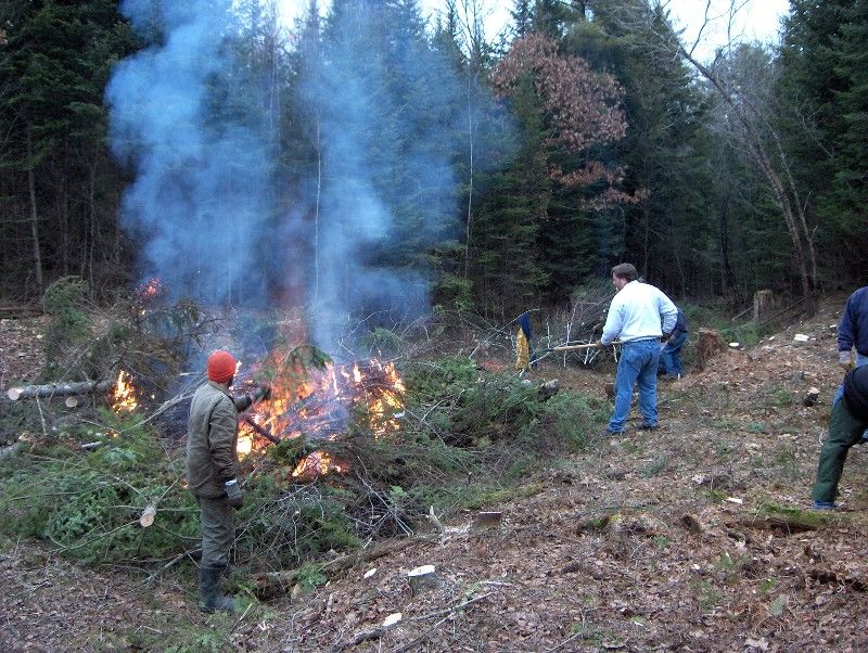 Photo of ROW clearing at the 