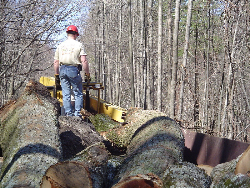 Photo of Logs Loaded into side dump