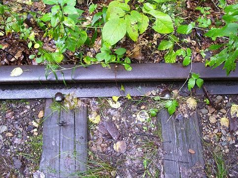 Photo of Tracks in Derry NH?