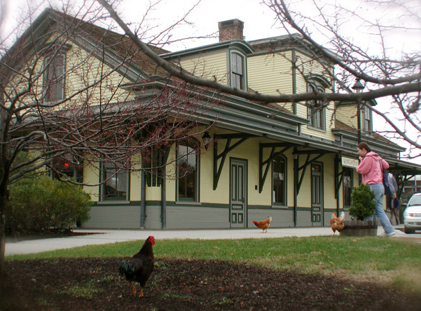 Photo of Chickens come to visit the Rhode Island Railroad Museum.