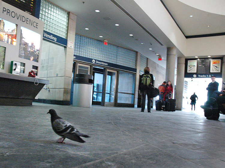 Photo of Pigeons stay in from the cold @ Prov Amtrak