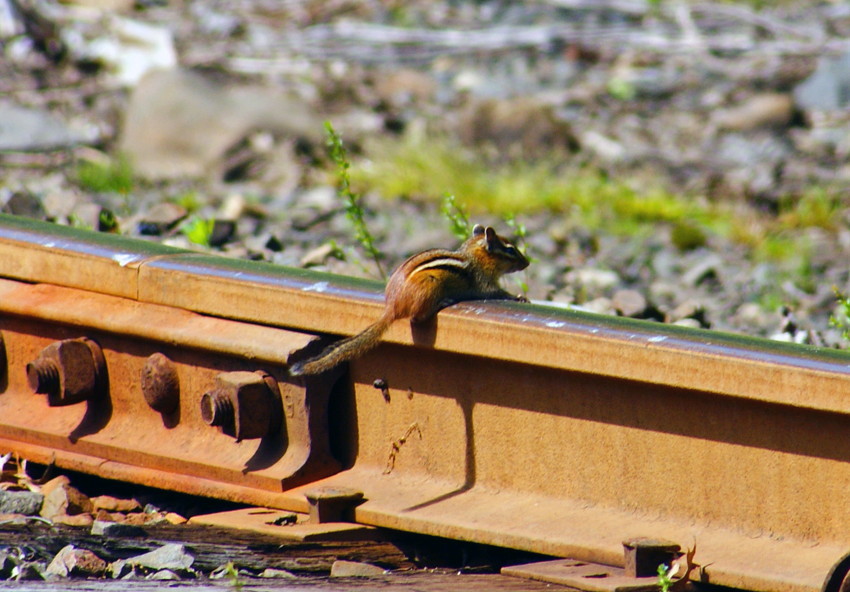 Photo of Rail rodent