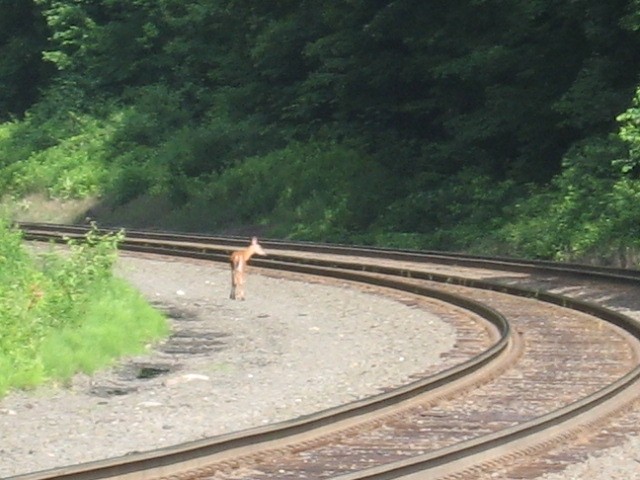 Photo of a deer on the move on csx