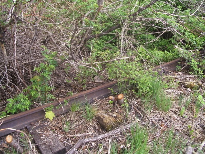 Photo of rail in the trees