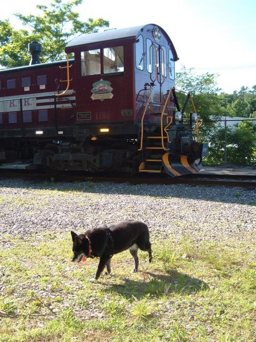 Photo of Reagan The Dog Checks Out The PLRR1186 At Meredith