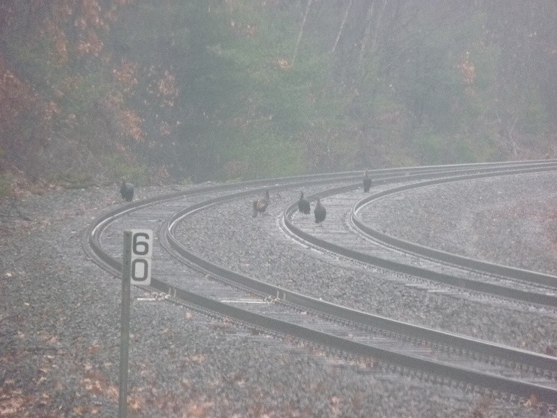 Photo of Special Rail Fans
