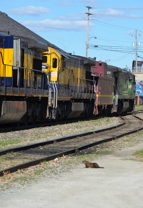 Photo of Railfan Phil checking out MMA oil train at Sherbrooke, QC