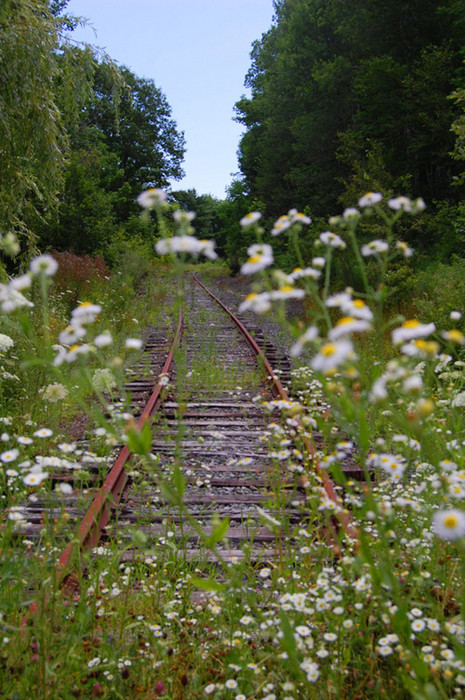 Photo of Abandoned track at MP 1.0 looking toward Belfast
