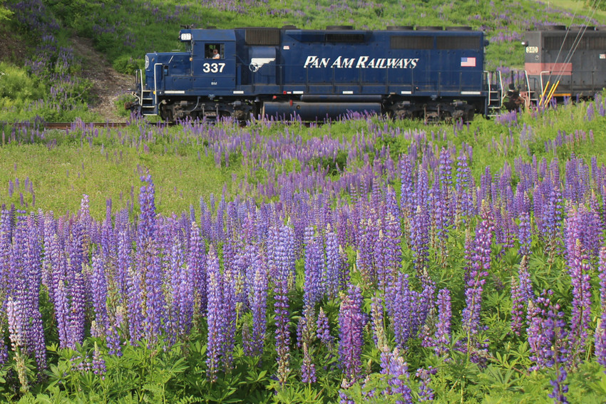 Photo of Lupines and Locomotives