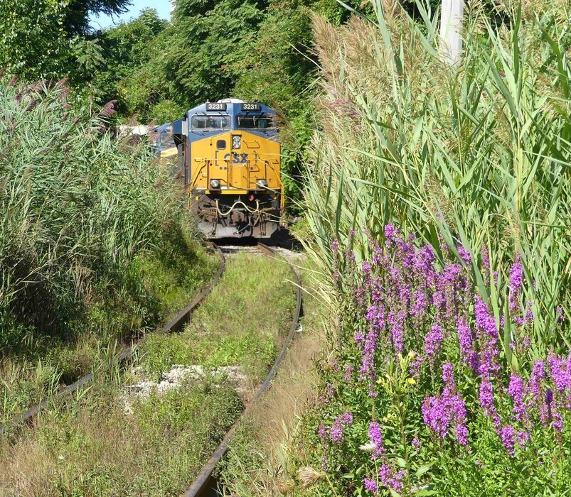 Photo of Purple Loosestrife invades Pan Am's Worcester Main