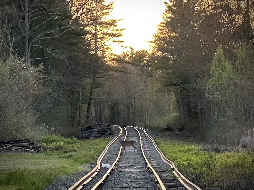 Photo of A Deer on Portsmouth Branch